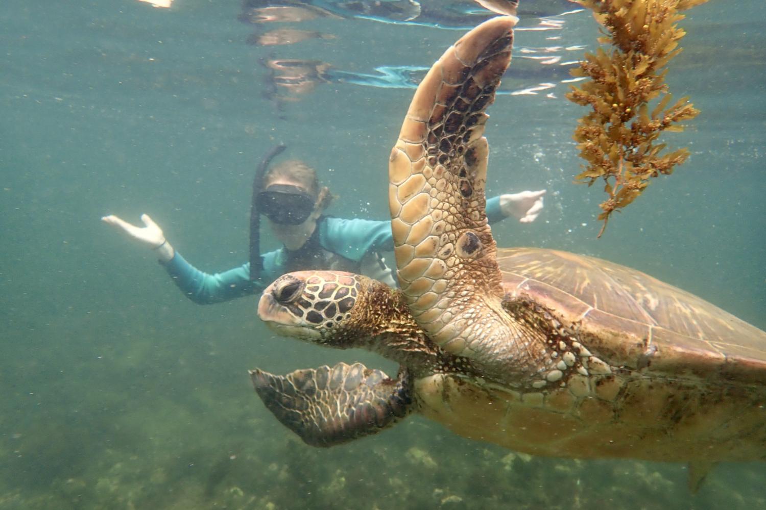 一名<a href='http://uppb.ngskmc-eis.net'>全球十大赌钱排行app</a>学生在Galápagos群岛游学途中与一只巨龟游泳.